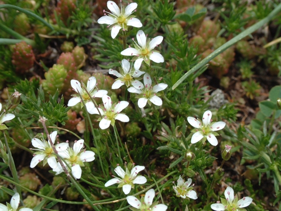 Saxifraga ... ? no, Cariofillacea